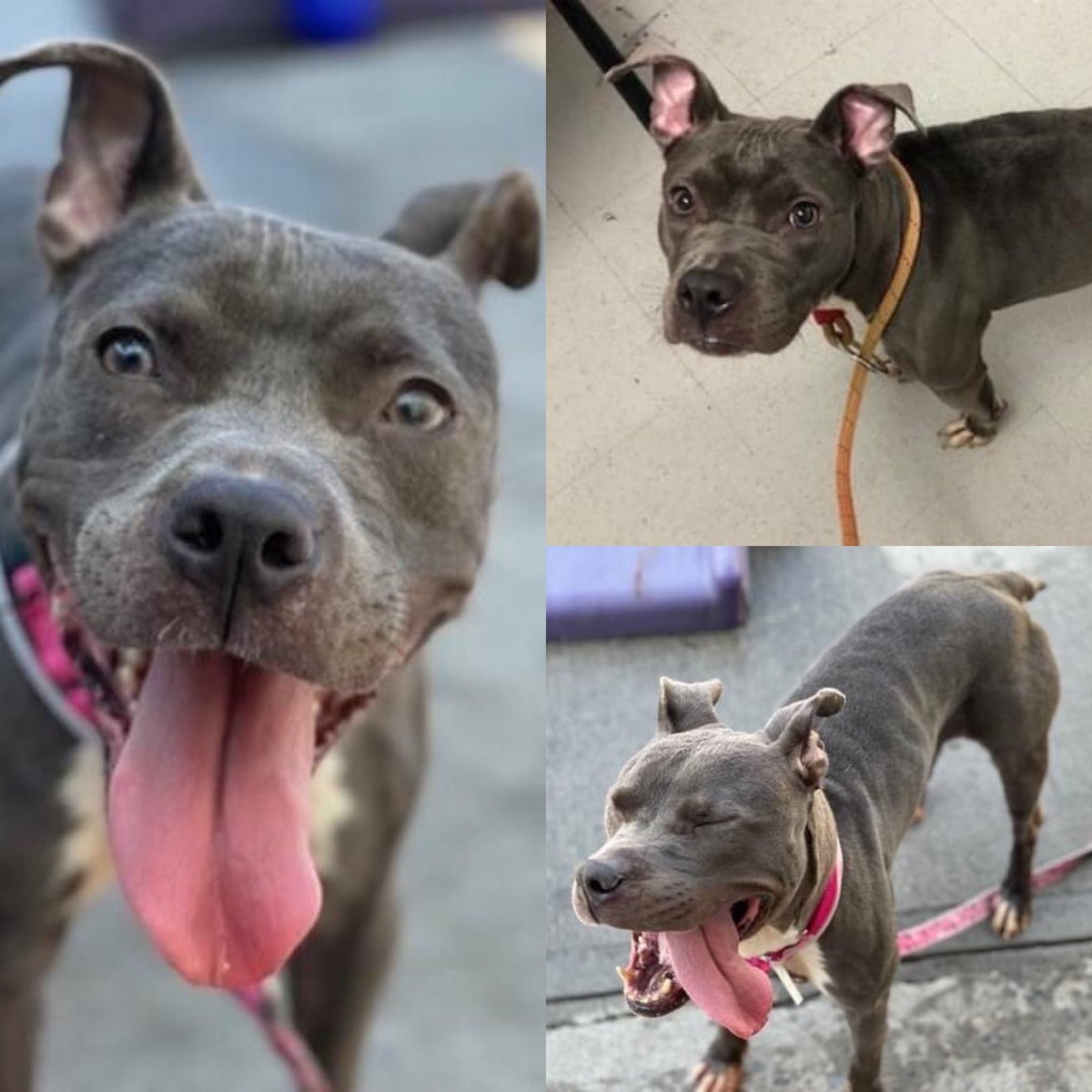 JUST TWO WEEKS AGO DARLA #123676 WAS FOUND TIED UP IN THE HOT SUN. THEY’LL KILL HER TOMORROW. She’s scared and uncomfortable in the kennel and reacts to other dogs. She got a stay but needs for rescue/training pledges via <a href="/TomJumboGrumbo/">Keith Olbermann's Dogs</a> PLEASE RT DARLA! facebook.com/mldsavingnycdo…