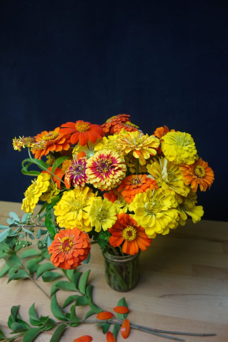 I'm slowly learning how to grow, arrange, and photograph flowers. Just a one-stop shop here! #organicflowers #homegrown #fieldtovase #flowers #farmerflorist