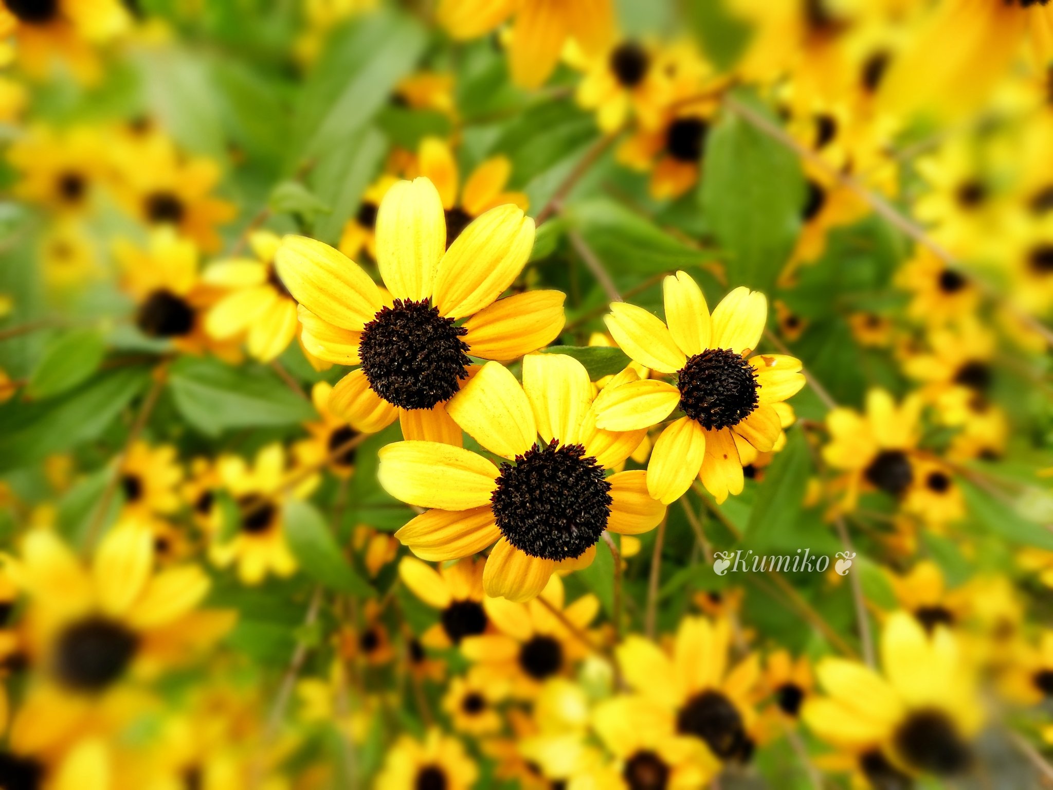 Bluepoppy Bluestar 8 25 水 サマークリスマス パステル和nagomiアート パラスポーツの日 8 25の 誕生花 ルドベキア 花言葉 あなたを見つめる 正義 公平 正しい選択 おめでとうございます 今日も ほっと一息つける Bluepoppy Bluestar 8 25 水 サマークリスマス パステル和nagomiアート パラスポーツの日 8 25の 誕生花 ルドベキア 花言葉 あなたを見つめる 正義 公平 正しい選択 おめでとうございます 今日も ほっと一息つける