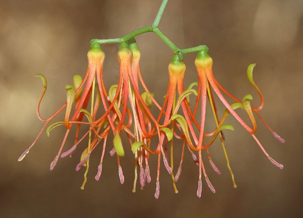BotanistRob's tweet image. Amyema preissii #mistletoe