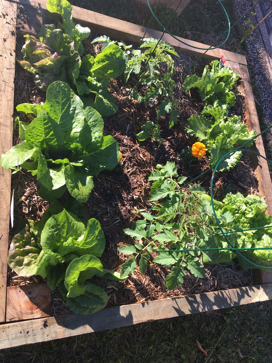 ligri71's tweet photo. Growing fresh veggies even on your balcony or window sill, so good for our bodies and to nurture Life is a gift 💕✨ https://t.co/CiSF9NSEPi