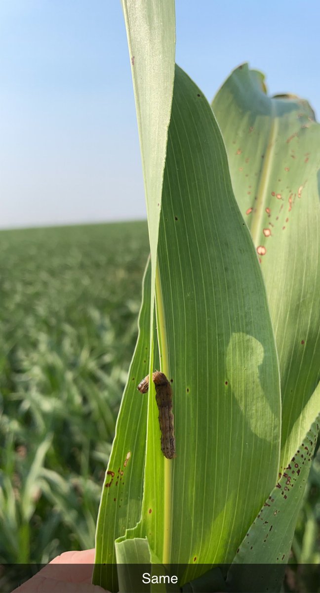 ccmac_OSU's tweet image. Couple bites of  #vantacor and he gave up