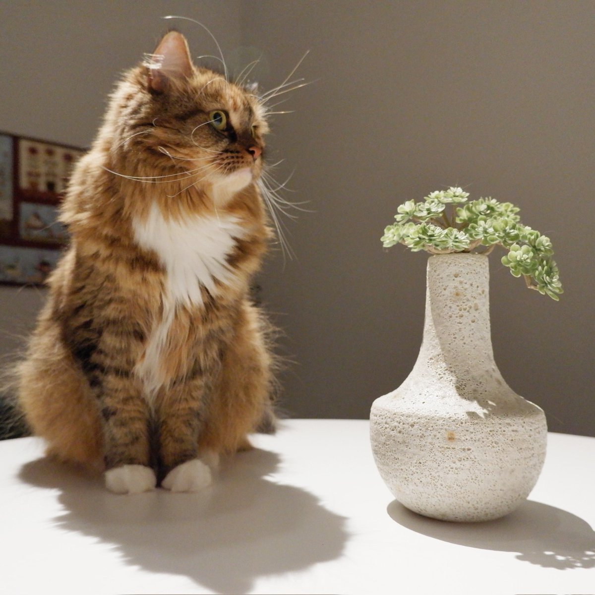 fluffybig_cats's tweet photo. With new vase.
#cats #newdeco #CatsOfTwitter #Days https://t.co/XOjSvS0aab