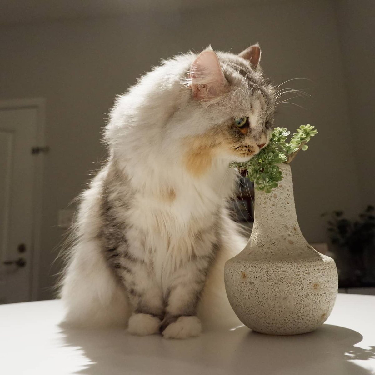 fluffybig_cats's tweet photo. With new vase.
#cats #newdeco #CatsOfTwitter #Days https://t.co/XOjSvS0aab