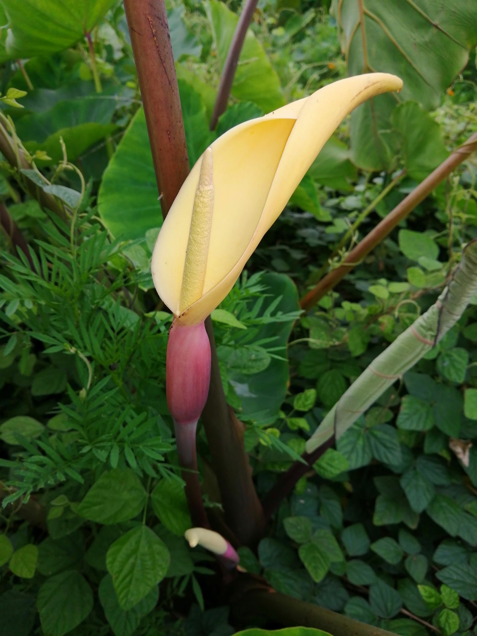 安心 駆除屋さん 趣味の家庭菜園で栽培中のサトイモに花が咲きました サトイモの花 は非常に珍しいものですが この品種は咲きやすく毎年花をつけます 熱帯原産の植物なので興味深く観察していますが 虫は意外と寄りついてこないです T Co