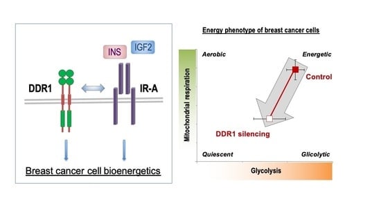 Biomol_MDPI's tweet image. #HighlyAccessedPaper 
Welcome to read &quot;#DDR1 Affects #MetabolicReprogramming in #BreastCancer Cells by Cross-Talking to the #Insulin/IGF System&quot;, by Veronica Vella, et al. 

👉mdpi.com/2218-273X/11/7…