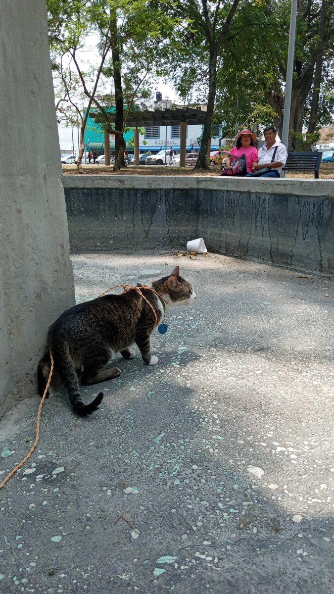 gllrmfran's tweet photo. Extraño mucho a mi hermoso gato!! Pero sé que está en buenas manos :) https://t.co/99sl4K8hS6