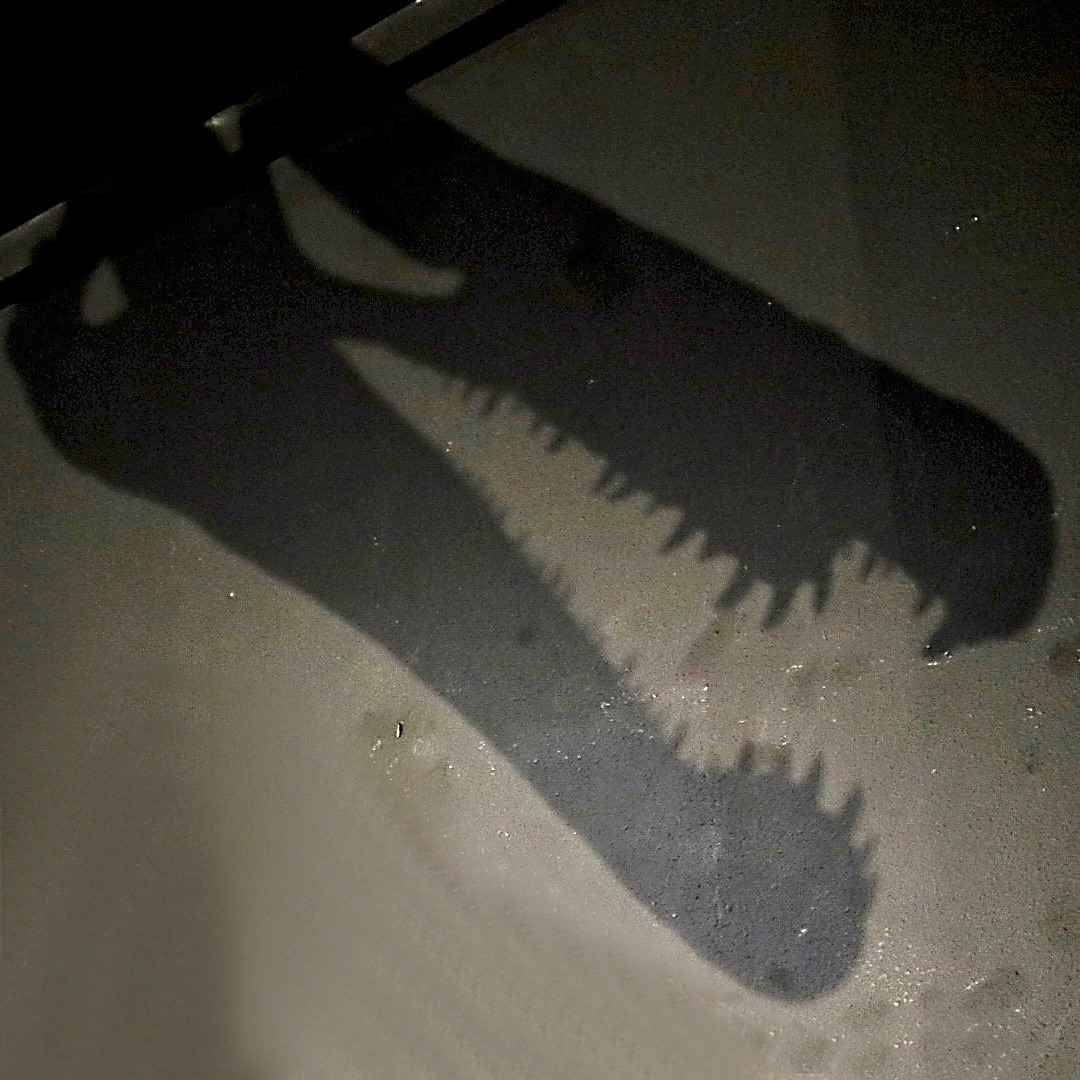 恐竜展21 公式 恐竜展21 恐竜 シルエットクイズ これは何の恐竜でしょう T Co Oag6vvceij Twitter