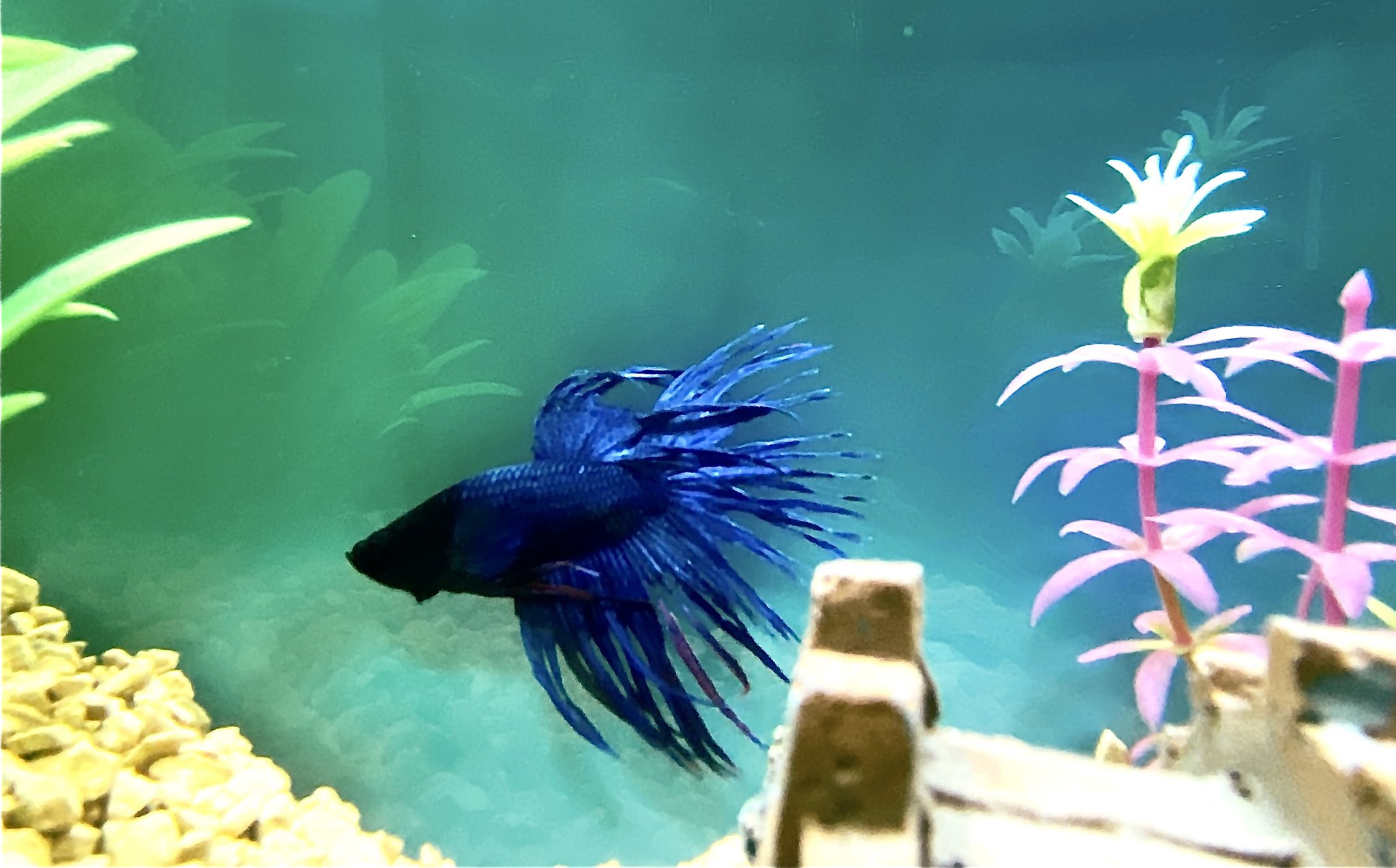 かな Kanan Life ベタの薬浴期間が終了し 無事に退院させました 狭い水槽で1週間弱 元の水槽に戻したら広さに戸惑うw おかえり ベル ここが君の家だよ まだまだ心配尽きないけど すこーしずつ T Co Unuzbj7udg Twitter