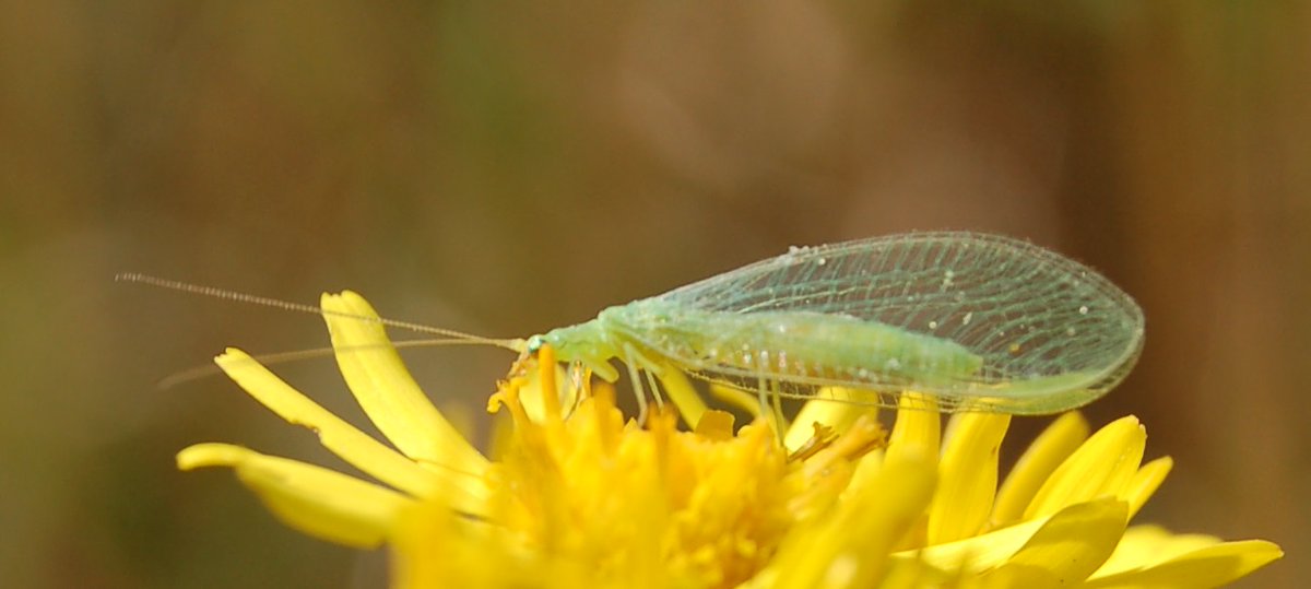 NeoResistant's tweet image. Le lion des pucerons neoresistant.fr/nature/arthrop…