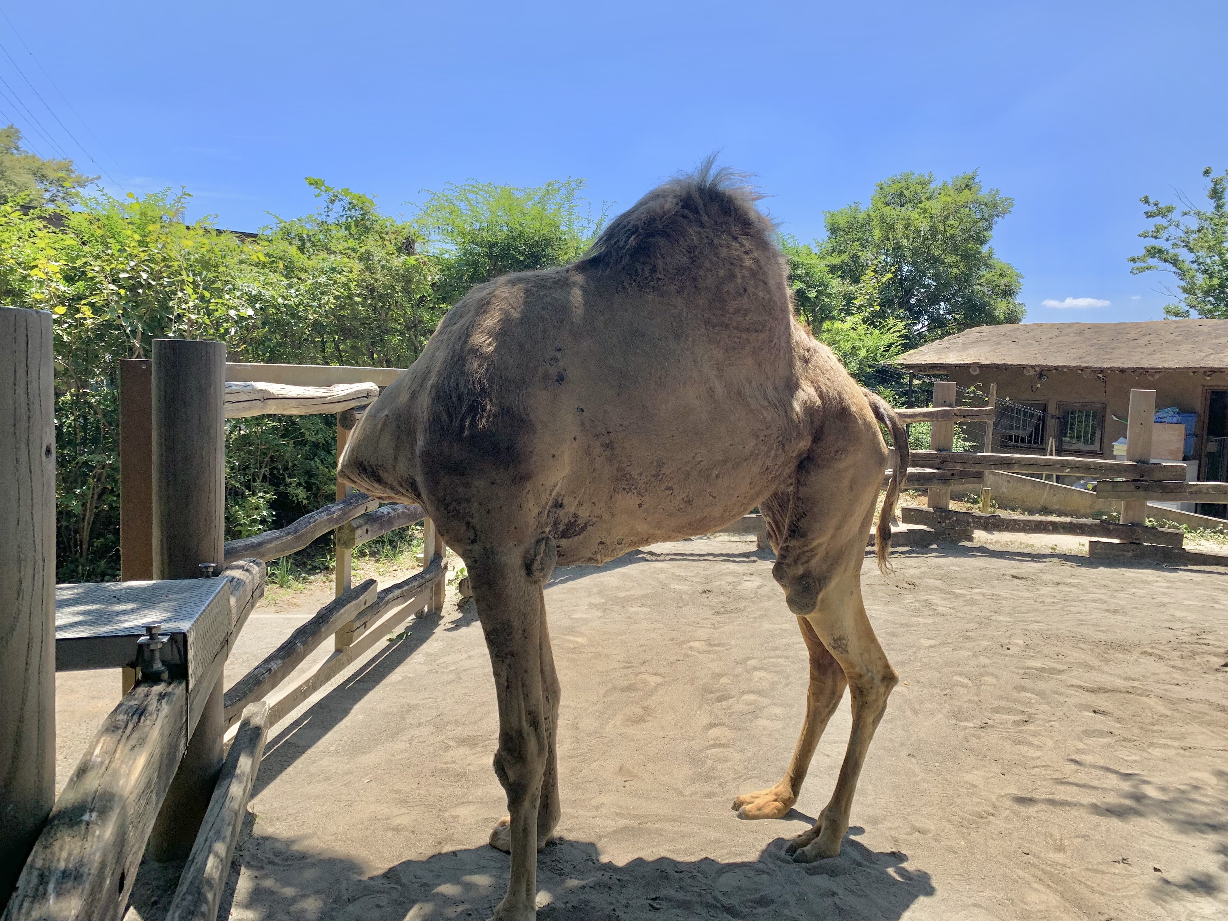 Twitter 上的 公式 横浜市立よこはま動物園 ズーラシア 昨日の首なしラクダの正体 実は ヒトコブラクダ のピノが首を曲げて 口でお腹をかいているだけでした ズーラシア Zoorasia Dromedary T Co Zsrncmbk3h Twitter