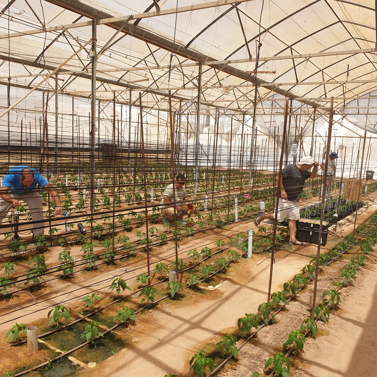 Two weeks into to 𝐑𝐨𝐨𝐭 𝐨𝐟 𝐭𝐡𝐞 𝐌𝐚𝐭𝐭𝐞𝐫 field study in the Arava  -&gt;