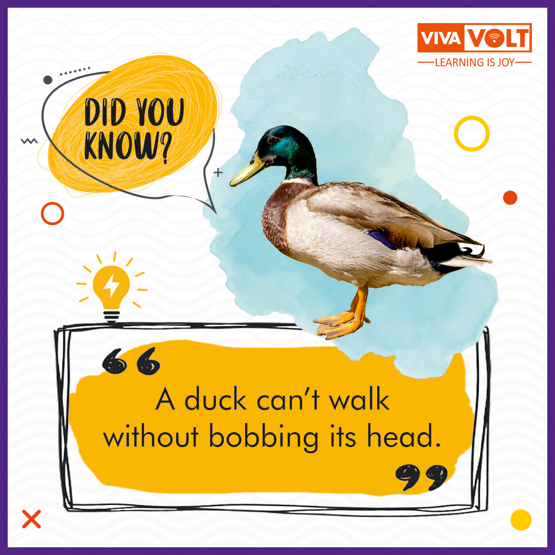 VOLTLearning's tweet photo. Birds bob their heads to improve their depth perception. Since most birds have eyes that are placed more on the sides, rather than the fronts, of their heads, much of their vision is monocular.
#VIvaVolt #LearnwithVolt #animalfacts #Didyouknow #Duck #Birdfacts https://t.co/lMgOHKWJrr