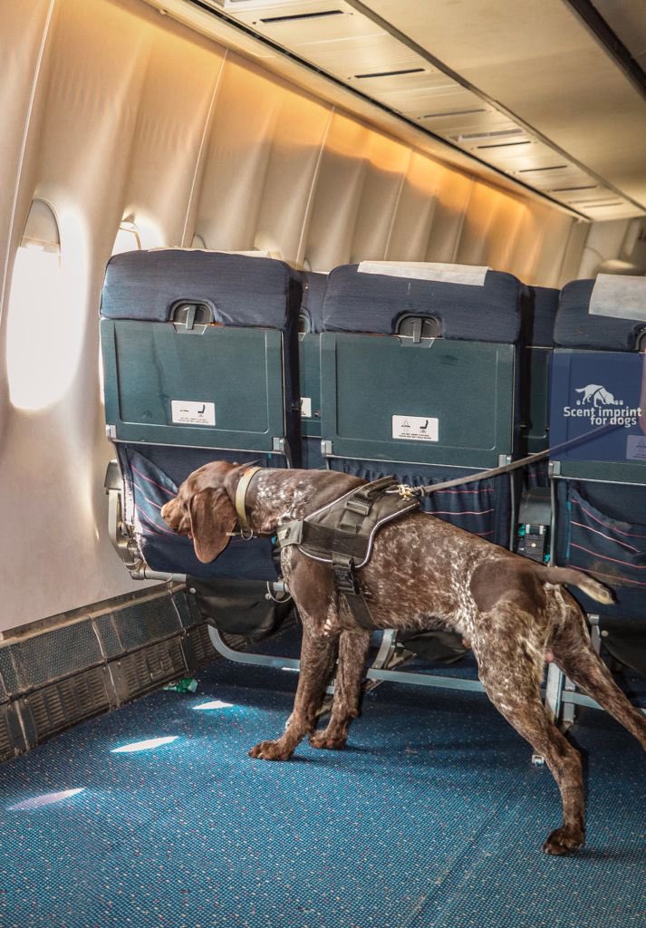 Scentimprint's tweet image. Explosive detection dog Marro  

#k9 #explosivedetectiondog #workingdogs #security #securitycheck #bombdogs #bombsquad #snifferdogs #dogtraining #dogtrainingcenter #k9operator #k9officer #sifd #scentimprintfordogs