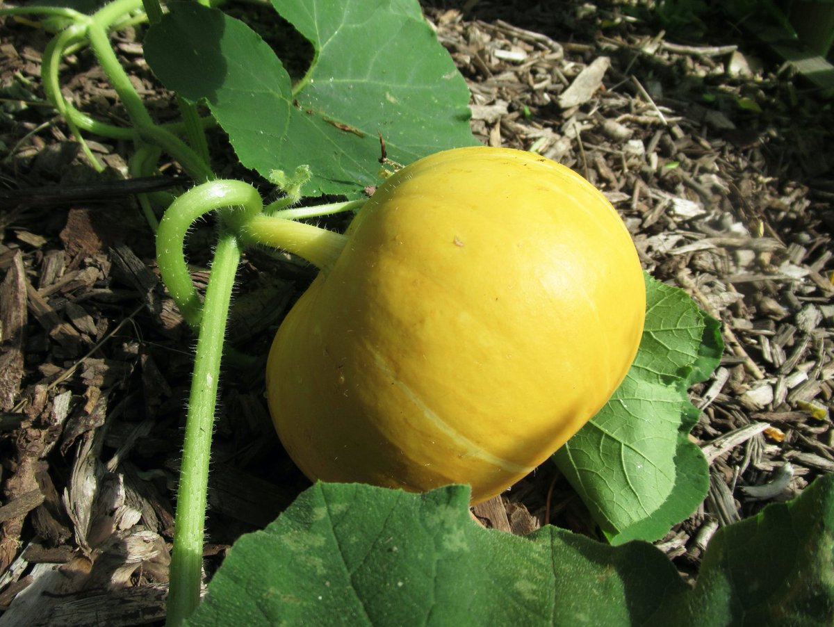 villedethiers's tweet photo. 🌷 L'ÉCHO DU JARDIN EN #FLEURS 🌷
Le travail porte ses fruits aux jardins de l'ancien hôpital de Thiers. Les #tomates🍎, #aubergines🍆 , #framboises, #potirons,... commencent à sortir de terre pour mettre de belles couleurs dans ce grand espace vert participatif. https://t.co/pXeYOjTEjz