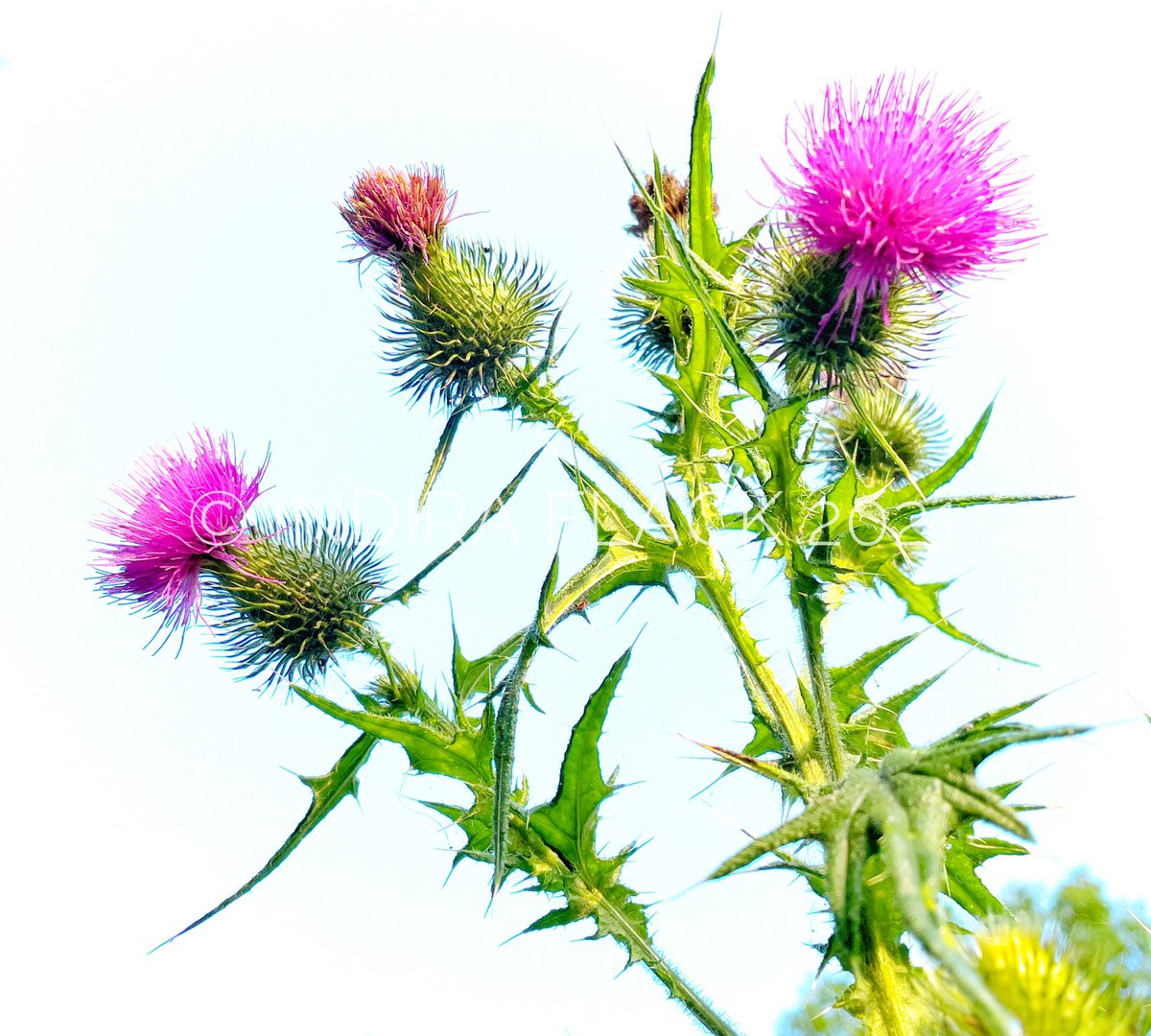 indiraflack's tweet photo. Thistles
.
.
#dailyexercise #nature #thistles #pink #plants #wild #prickles #surrey #photography #art #savetheartsuk https://t.co/adJ0w9XXde