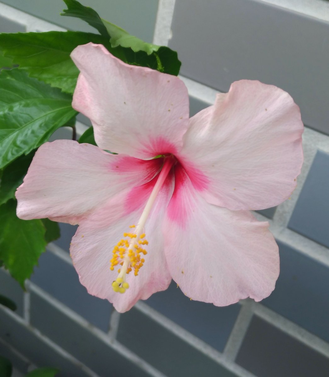 薄いピンクの花 Twitter Search