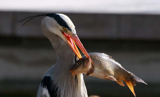 [#Podcast] "Brèves de Nature sauvage à Paris", le Héron cendré 💚 🐦

Souvent immobile sur les berges de #Seine ou les étendues d’eau des #bois et grands parc parisiens, cet échassier harponne toutes proies à portée de son long bec 😳

acteursduparisdurable.fr/fr/actualites/… #biodiversité