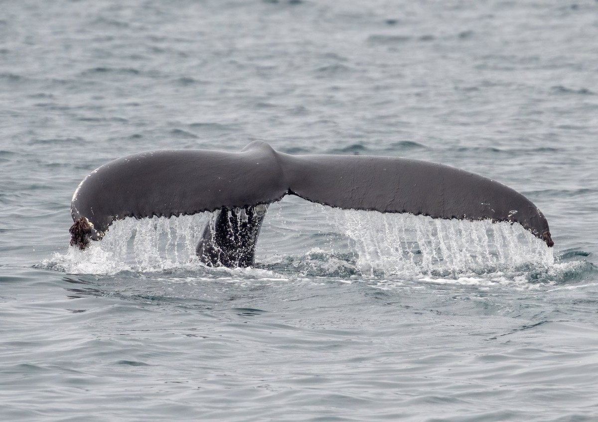 Not a bad day at sea. #Husavik #NorthSailing #Humpback