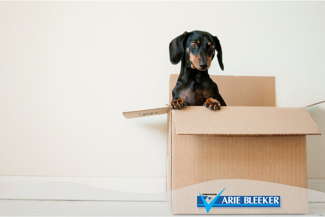 Ga jij of gaat je kind uit huis? 🏘️ Bel ons om na te gaan of de verzekeringen dan nog wel passend zijn van degene die thuis blijft/blijven. Natuurlijk doen we ook graag een voorstel voor degene die gaat/gaan verhuizen! 📞 0226-391415