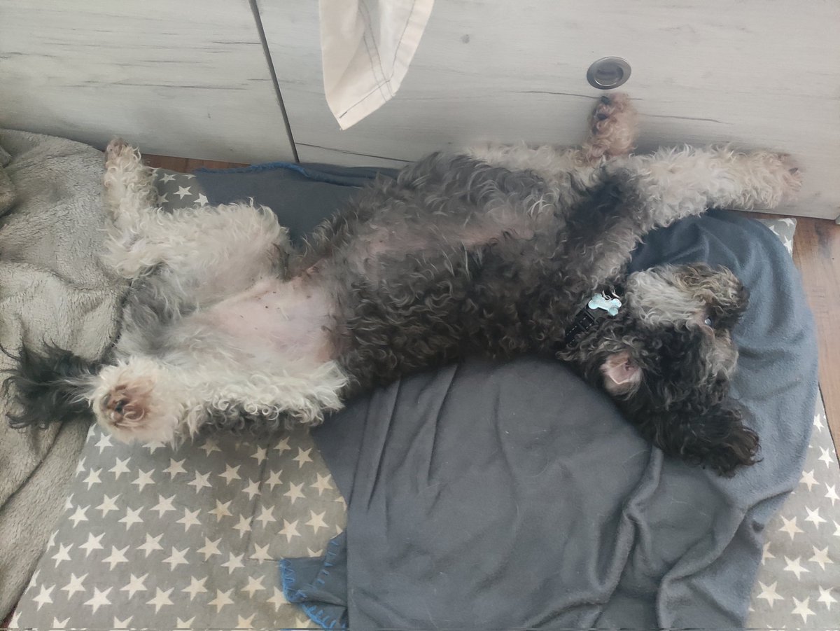 Se me ha buggeado el perro, alguien sabe como se arregla?