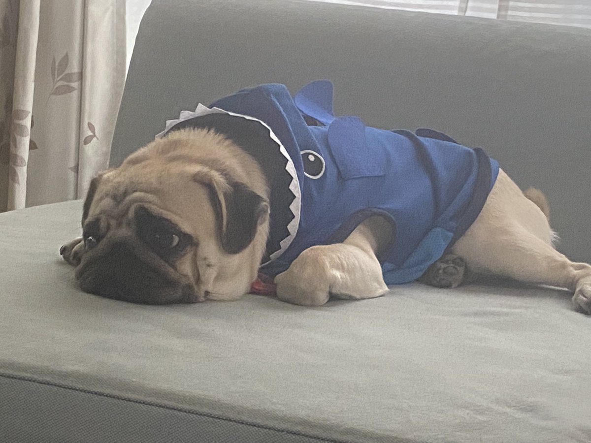 さお A Twitter 昨日のちゃちゃ テレビ見てる からのー バレた 因みに見てた番組は有吉の番組です パグ ちゃちゃ パグだってテレビみるもん 有吉ぃぃeeeee 動物番組は吠えるよ おかげでテレビはきちゃない 犬好きさんとつながりたい T Co