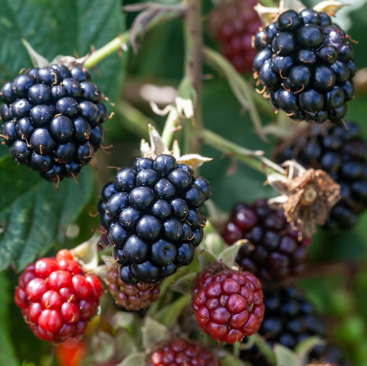 National Trust South East tweet media