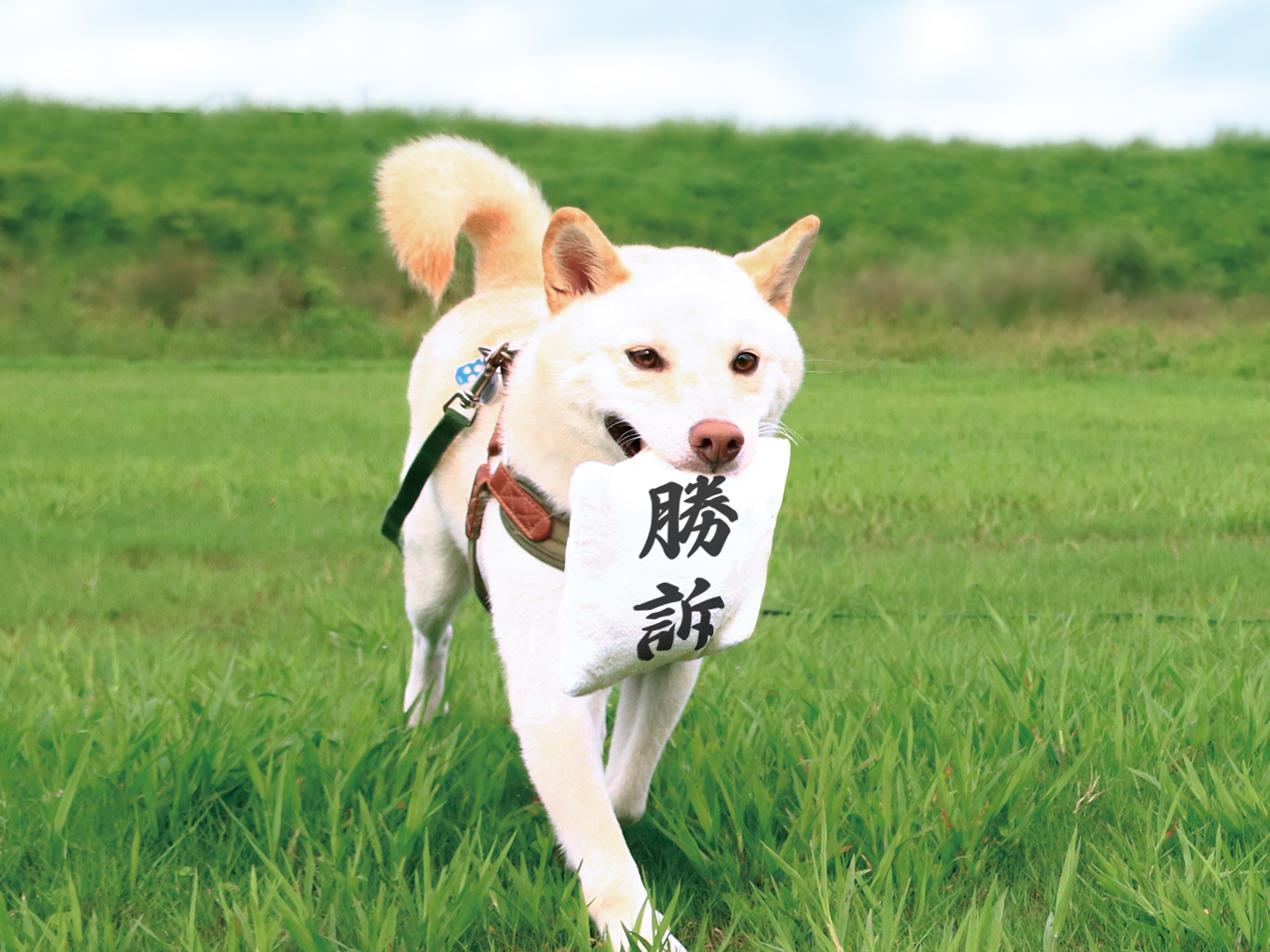 【勝訴】嬉しそうに勝訴を勝ち取ってくる柴犬が心強い【白柴】のサムネイル画像