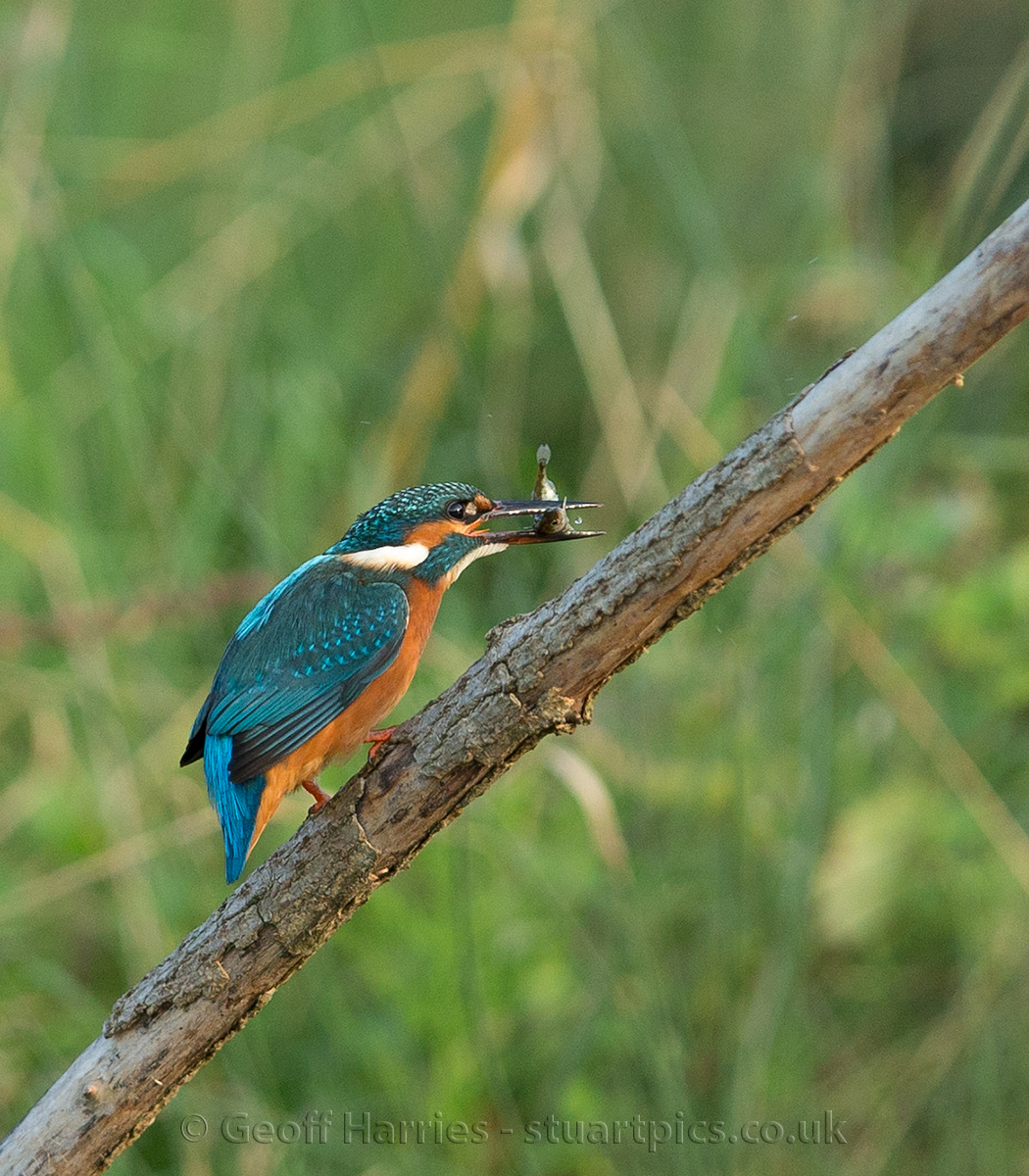 Kingfisher images posted at stuartpics.co.uk/male-kingfishe…
#kingfisher #photography <a href="/GwashOspreys/">River Gwash Ospreys</a> <a href="/WildlifeMag/">BBC Wildlife</a> <a href="/BBCSpringwatch/">BBC Springwatch</a> Pleased to see a male kingfisher fishing, such beautiful colours on this bird. Always a thrill to see and photograph.