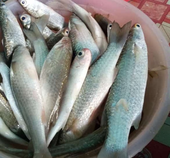 Nurdian22814267's tweet photo. Rabu (25/08), Nurdiana, Luhkan Kukar, di anggota KUB Berkat Saudara Kel. Teluk Pemedas, melaporkan hasil tangkapan ikan Belanak, Kipar, &amp; Trakulu, Belat (sero), 25/08, Total tangkapan 18 kg, harga jual Rp 15000 - 30000/kg

#GiatLuhkanSatminkalTegal 
#KabKutaiKartanegara 
#Tangkap https://t.co/WG4xks0WAF