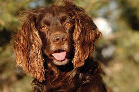 countrylife.co.uk/out-and-about/…

Interesting article on Gun dogs by Countrylife. 

#countrylifeuk #gundogs #shootinguk #guntrader