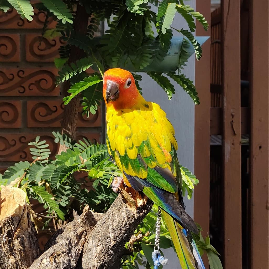 som300's tweet photo. ทำหูทวนลมอยู่

.

.
..
...

#ซันซัน #นกแก้วสุริยะ #นกแก้วซันคอนัวร์ #นก #birds #ซันซันเป็นนกคอนัวร์ #นกเลี้ยงไม่ใช่นกหลุด #momandpopstorebird #sunsun #sunparakeet #aratingasolstitialis #sunconure #sunsuntheconure #exoticpets #サンサン #コガネメキシコインコ https://t.co/f5dqD9hXRa