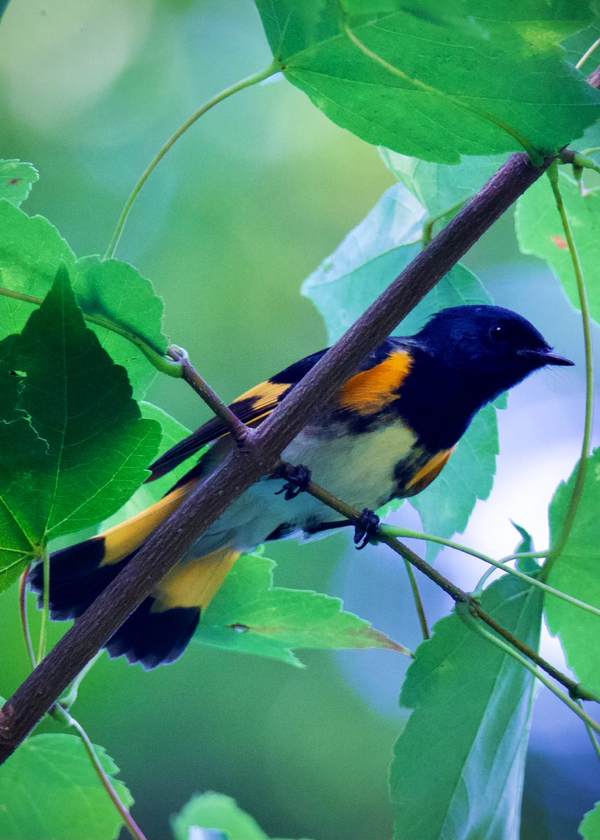 Male #AmericanRedstart at Muggers Woods in The Ramble @CentralParkNYC 
 #AvesQueAlegran