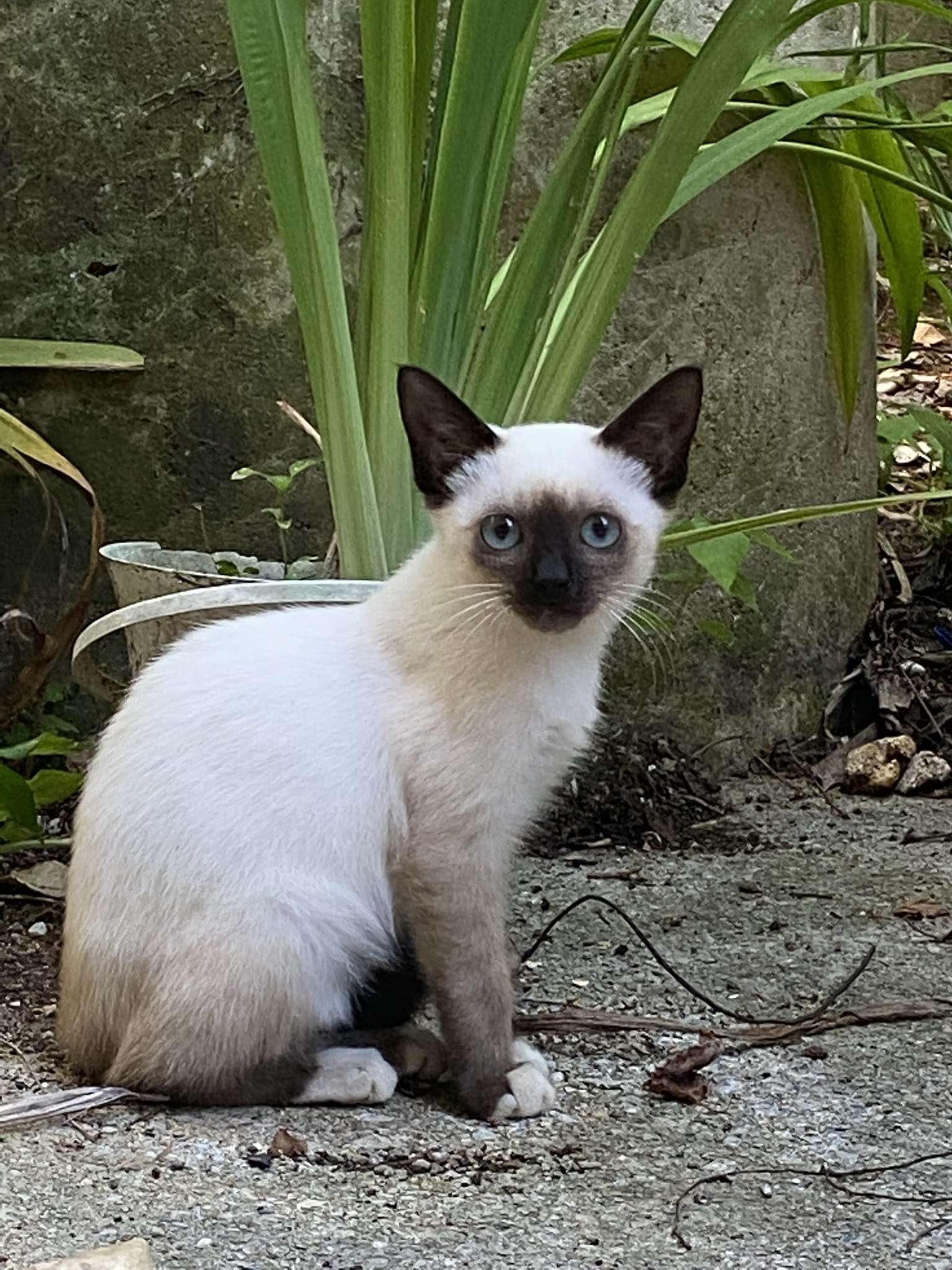 Wakaislandwalk R 保護した子猫シアンが 里親さんに譲渡したあと 脱走してしまったと 連絡がきました シャム猫のオスでくつ下みたいに足先は白いです 那覇市三原のりうぼう辺りです もし見かけたら連絡ください シャム猫 猫 保護猫 迷子