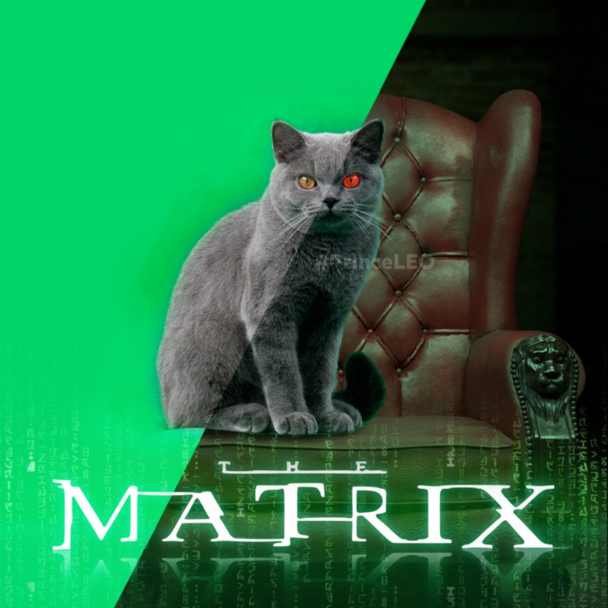 The Way to be a Star in The Matrix film Watch here 👉 bit.ly/3Ch8RF3 #princeleo #cat #cutecat #funnycat #funnycatmoment #meme #mèmes2021 #owlkitty #funnyvideo