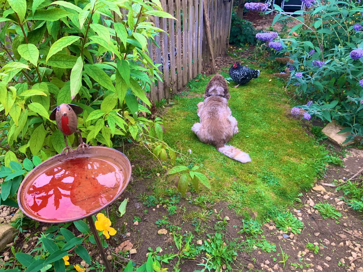 Hugo has become embroiled in a ‘Mexican Stand-Off’ with a chicken.