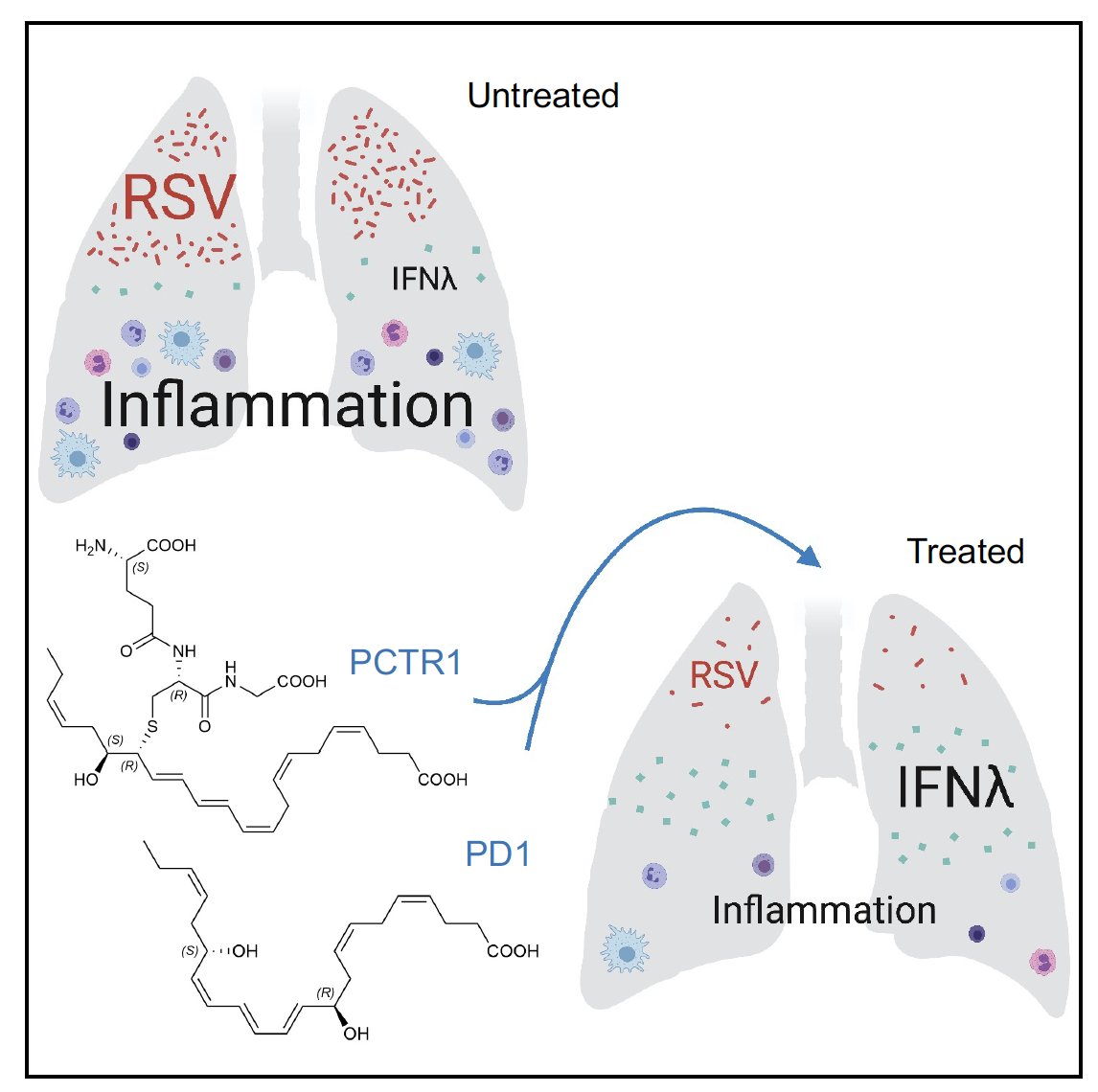 BDLevy AIR Lab (@bdlevylab) on Twitter photo We are excited to share our latest work led by Kate Walker and co-authors, published in <a href="/FrontImmunol/">Frontiers - Immunology</a> titled "Protectins PCTR1 and PD1 Reduce Viral Load and Lung Inflammation During Respiratory Syncytial Virus Infection in Mice." <a href="/krish_nandini/">nandini krish</a> <a href="/thaysebrug/">Thayse Brüggemann</a> <a href="/CNSerhanLab/">The CETRI</a> We are excited to share our latest work led by Kate Walker and co-authors, published in <a href="/FrontImmunol/">Frontiers - Immunology</a> titled "Protectins PCTR1 and PD1 Reduce Viral Load and Lung Inflammation During Respiratory Syncytial Virus Infection in Mice." <a href="/krish_nandini/">nandini krish</a> <a href="/thaysebrug/">Thayse Brüggemann</a> <a href="/CNSerhanLab/">The CETRI</a>