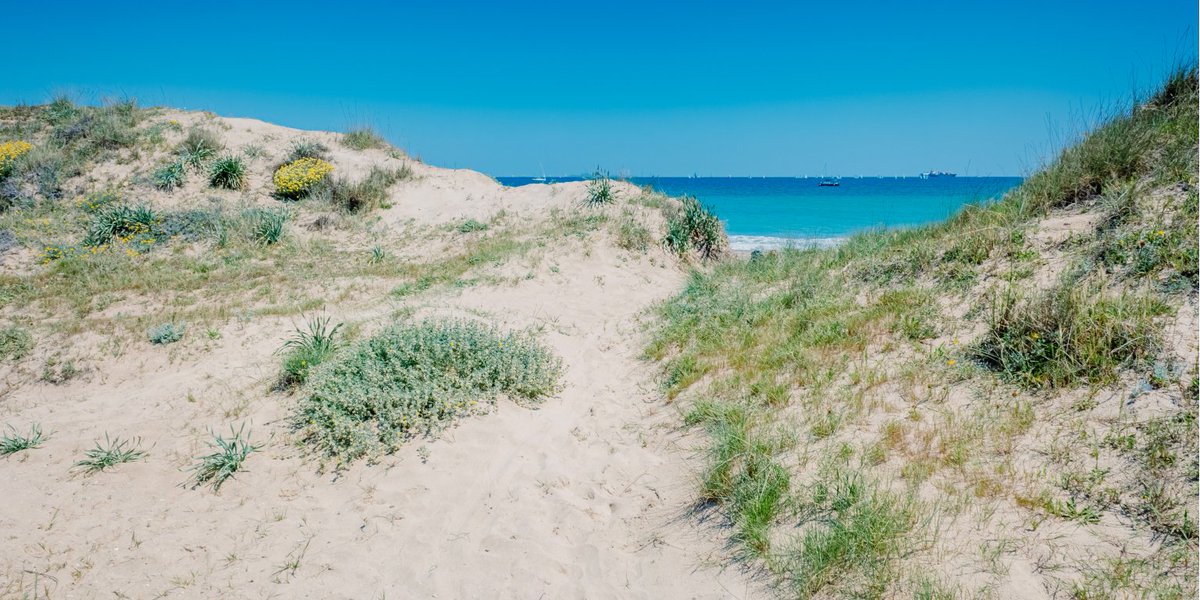 La playa de El Saler es un lugar de gran valor ecológico gracias a las imponentes dunas que presiden las aguas del Mediterráneo. Sumérgete en este paraíso que se encuentra a escasos kilómetros de la ciudad de #València. #MediterráneoEnVivo