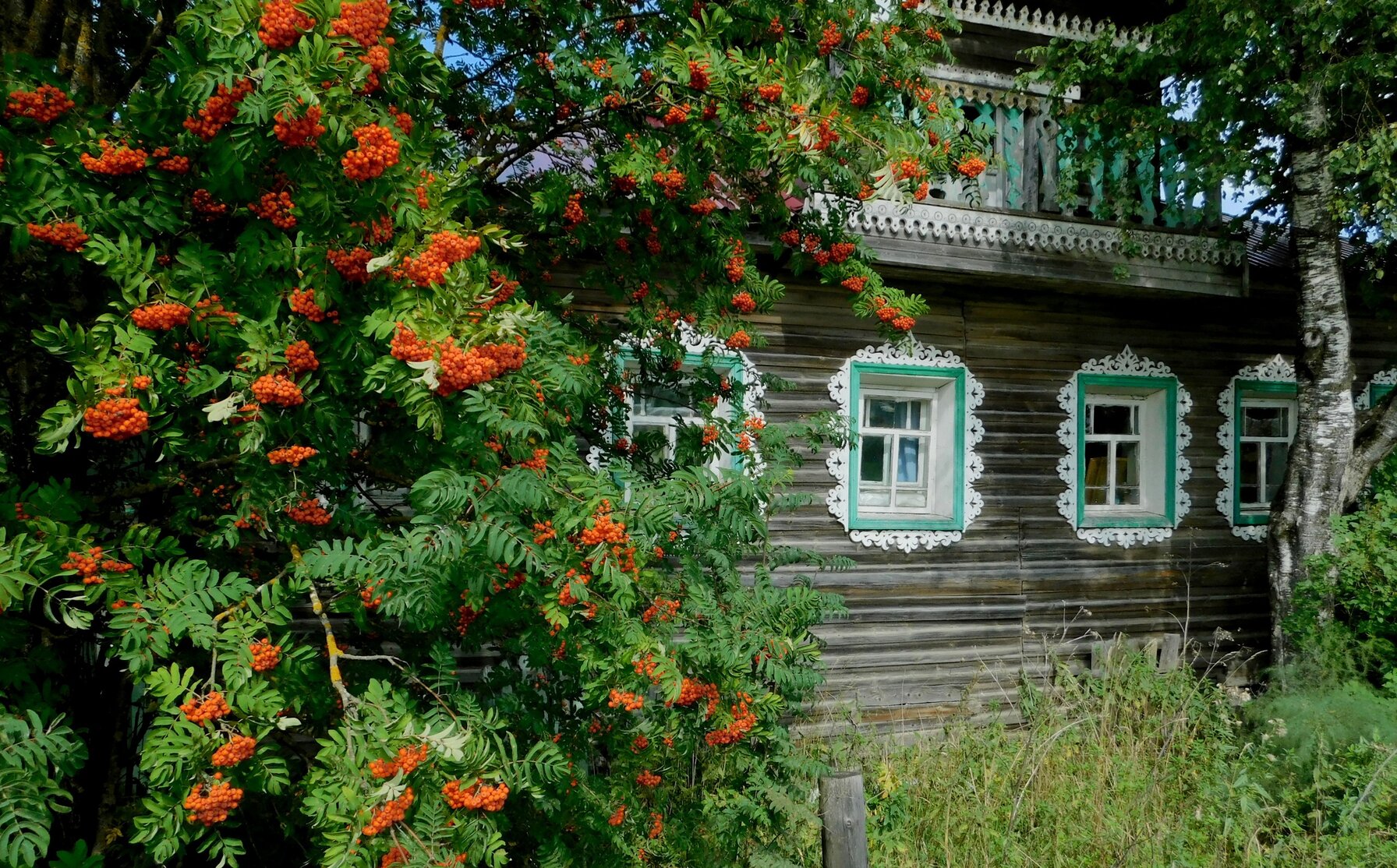Рябина на даче