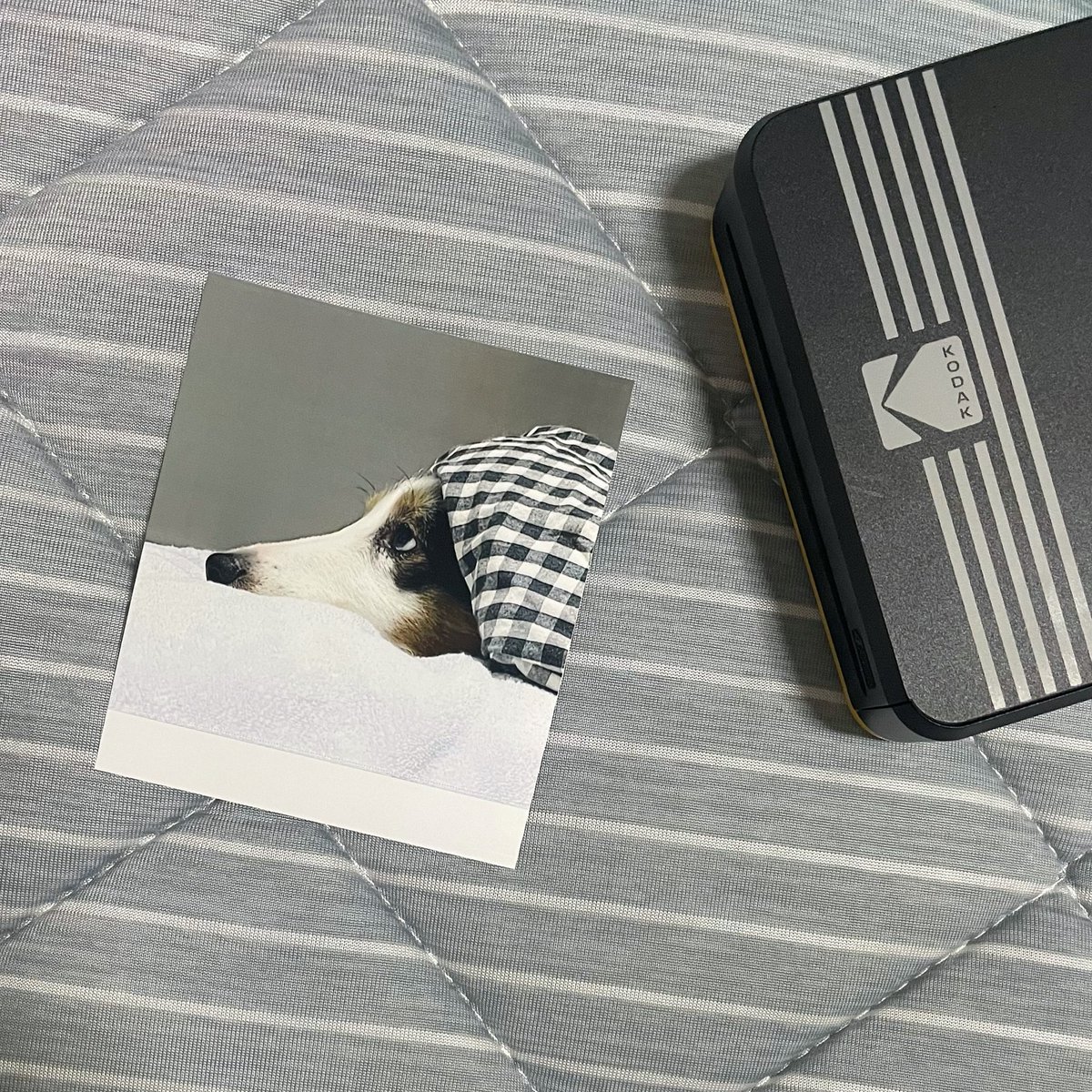 jay__BTS's tweet image. 최근에 찍은 사진 중 너무 마음에 드는 샷📷
귀여운 내 친구 루루🐶

#kodakinstant @Kodak