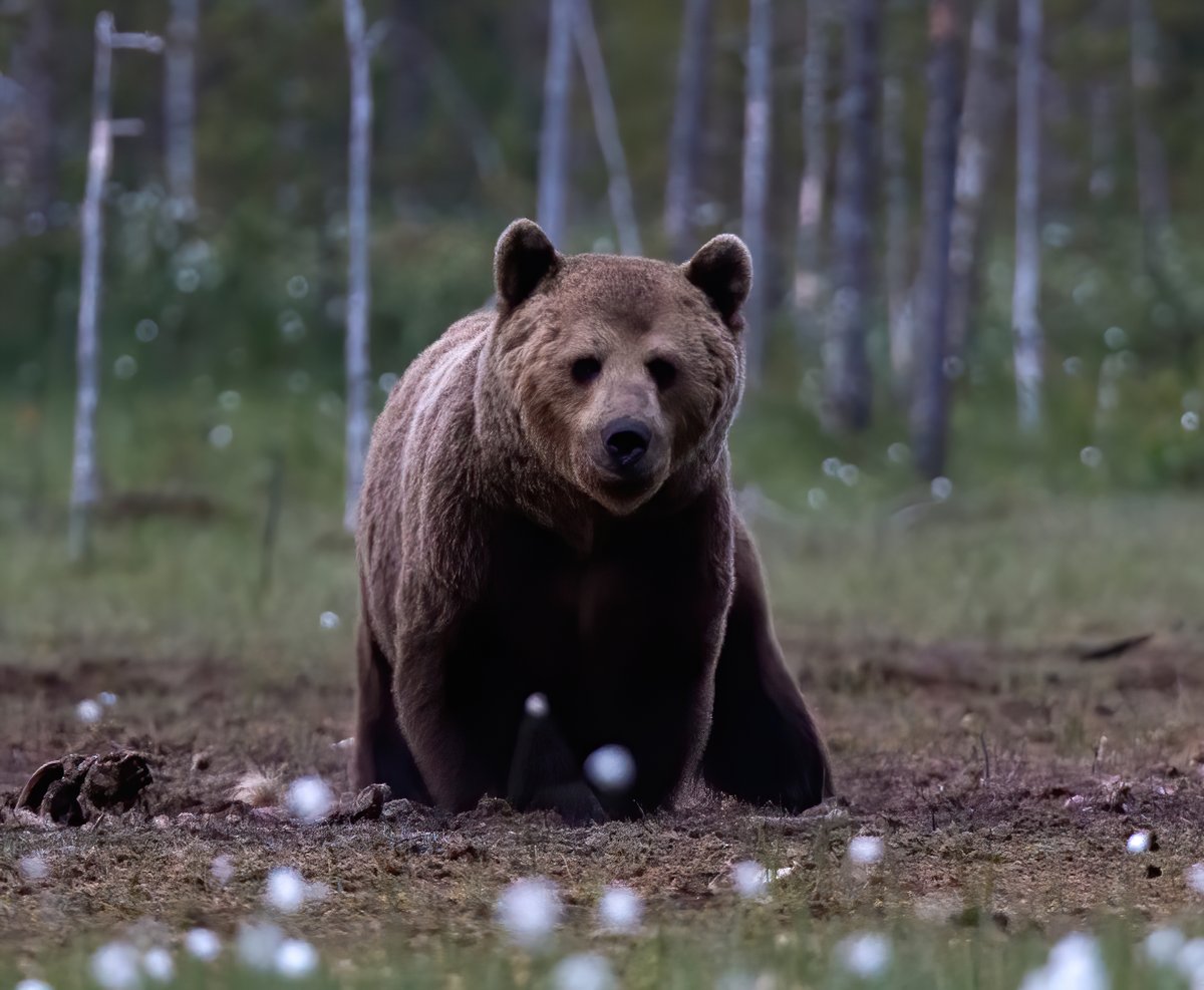 Jaelle Brealey (@jaebrealey) on Twitter photo What do museums, bears and #AntimicrobialResistance (AMR) have in common? Find out in this 🧵on our study of temporal #metagenomics of AMR in bear dental calculus, out in Current Biology (OA): sciencedirect.com/science/articl…
Or just enjoy the 📷of Scandinavian brown bears by <a href="/MatsBEBC/">Mats Björklund</a> What do museums, bears and #AntimicrobialResistance (AMR) have in common? Find out in this 🧵on our study of temporal #metagenomics of AMR in bear dental calculus, out in Current Biology (OA): sciencedirect.com/science/articl…
Or just enjoy the 📷of Scandinavian brown bears by <a href="/MatsBEBC/">Mats Björklund</a>