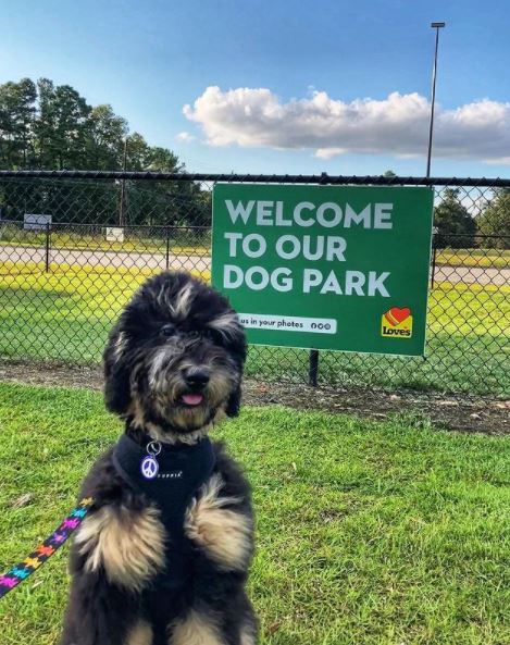 LovesTravelStop's tweet image. Calling all dogs and their pawrents! It’s time to vote for our next Love’s Dog of the Year. Tell us which one of these dog park photos is your favorite by commenting the name of the dog below. We’ll crown the winner on Aug. 27! 

#1: Zuzu
#2: Leisel
#3: Luke