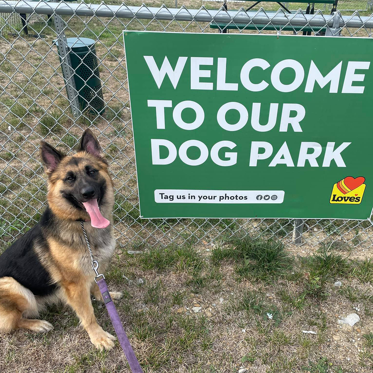 LovesTravelStop's tweet image. Calling all dogs and their pawrents! It’s time to vote for our next Love’s Dog of the Year. Tell us which one of these dog park photos is your favorite by commenting the name of the dog below. We’ll crown the winner on Aug. 27! 

#1: Zuzu
#2: Leisel
#3: Luke