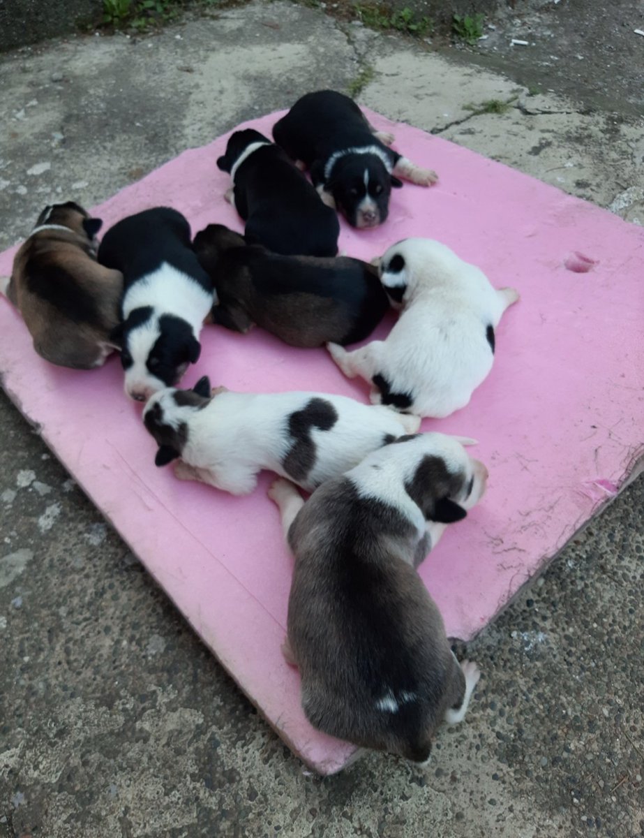 Hiç kimseye zararı olmayan canlar. Tek istekleri biraz yemek , biraz su, çokca sevgi... #OnlardaCan