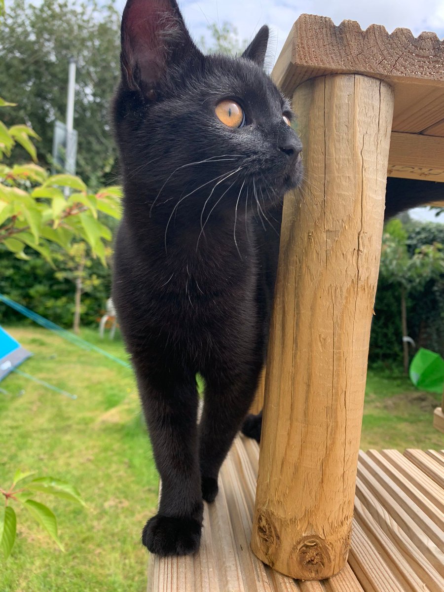 RomneyCats's tweet photo. Pet birthday or re-homing date coming up? Why not celebrate their special day & help the #RomneyHouse #cats at the same time by making a donation or asking friends and family to support our charity? https://t.co/pj5oSBxJqb https://t.co/RBgC6lFzIe