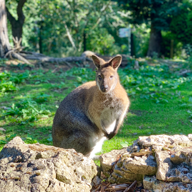 WelshMountainZo's tweet photo. One of our Red-Necked Wallabies just wanted to pop by to say Happy Wednesday! ☺️

👉 Did you know that Red-Necked Wallabies are classed as marsupials and originate from Australia?

#RedNeckedWallaby #HappyWednesday #ItsMidweek #Conservation #WelshMountainZoo

📷 Jayne Sedley https://t.co/JQGPm78Fyz