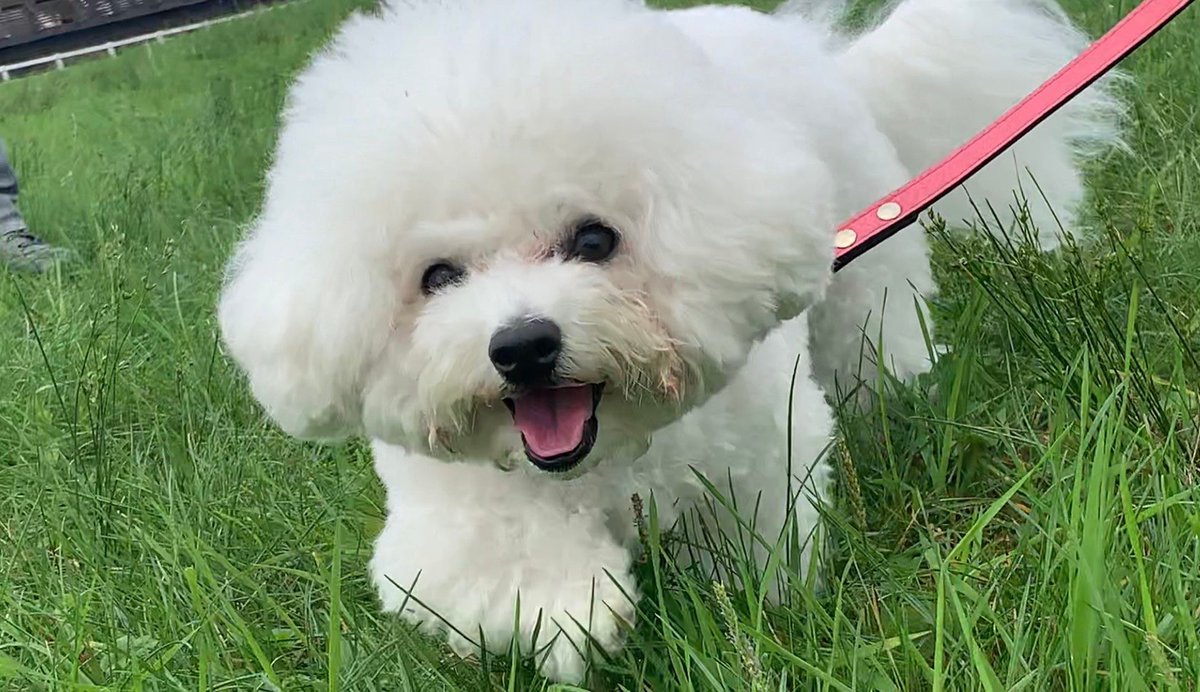 小梅 ビション Uuwiv1nczomzuth Twitter