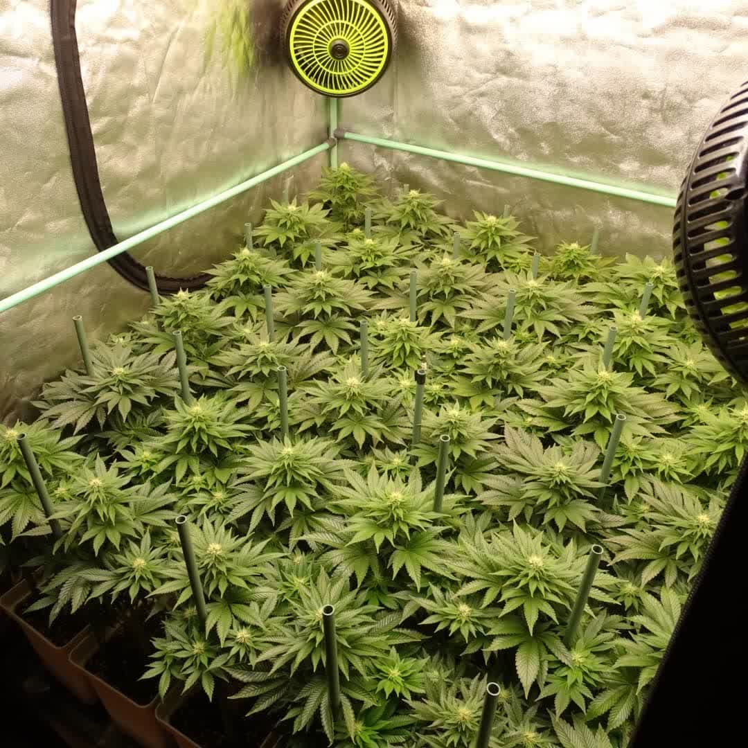 spliffseeds's tweet image. Day 28 since the 12/12 change of the 36 girls Purple Berry Kush from @spliffseeds in 5.8 liter pots, 120x120 space .. Fed with @grotek_nutrientes and illuminated with #quantumboards 🍁
📸:leonweed10
🌷:#purpleberrykush
👨🌾:#spliffseeds
🌍:tinyurl.com/3498tkdt