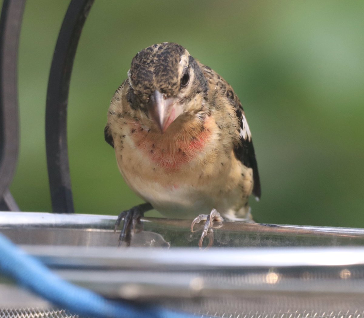 Hello #Wednesday ❤️ a juvenile Rose Breasted Grosbeak, that lovely v showing some red! #grosbeak #rosebreastedgrosbeak #bird #birds #birdwatching #birdphotography #naturelovers #NaturePhotography #TwitterNatureCommunity ❤️