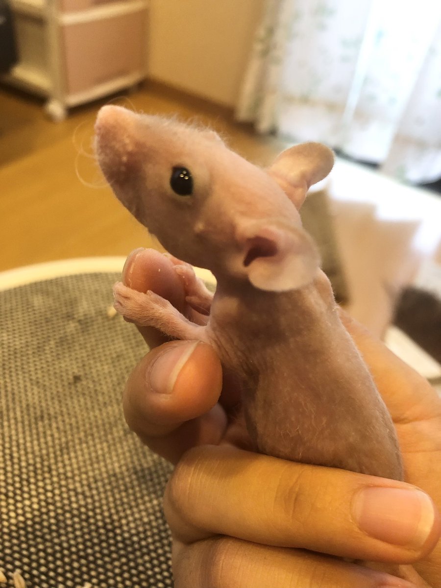 ファンシーラットの赤ちゃん(生後約1ヶ月)です！気になる子がいましたら、DM等お気軽にお問い合わせください^_^！
#ファンシーラット 
#ラット 
#販売中